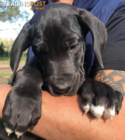 Beautiful Great Dane Babies