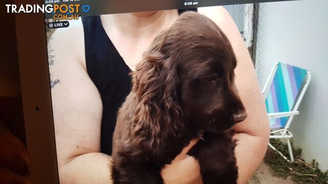 pure bred cocker spaniels