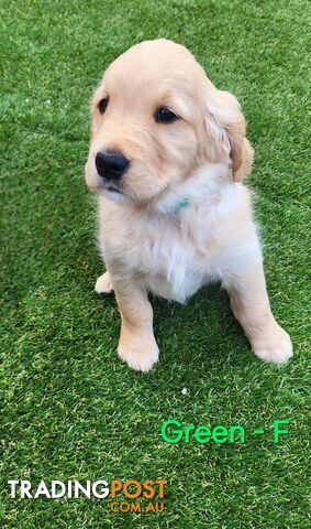 Purebred Golden Retriever Puppies