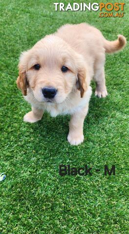 Purebred Golden Retriever Puppies (Only 1 Male Left)