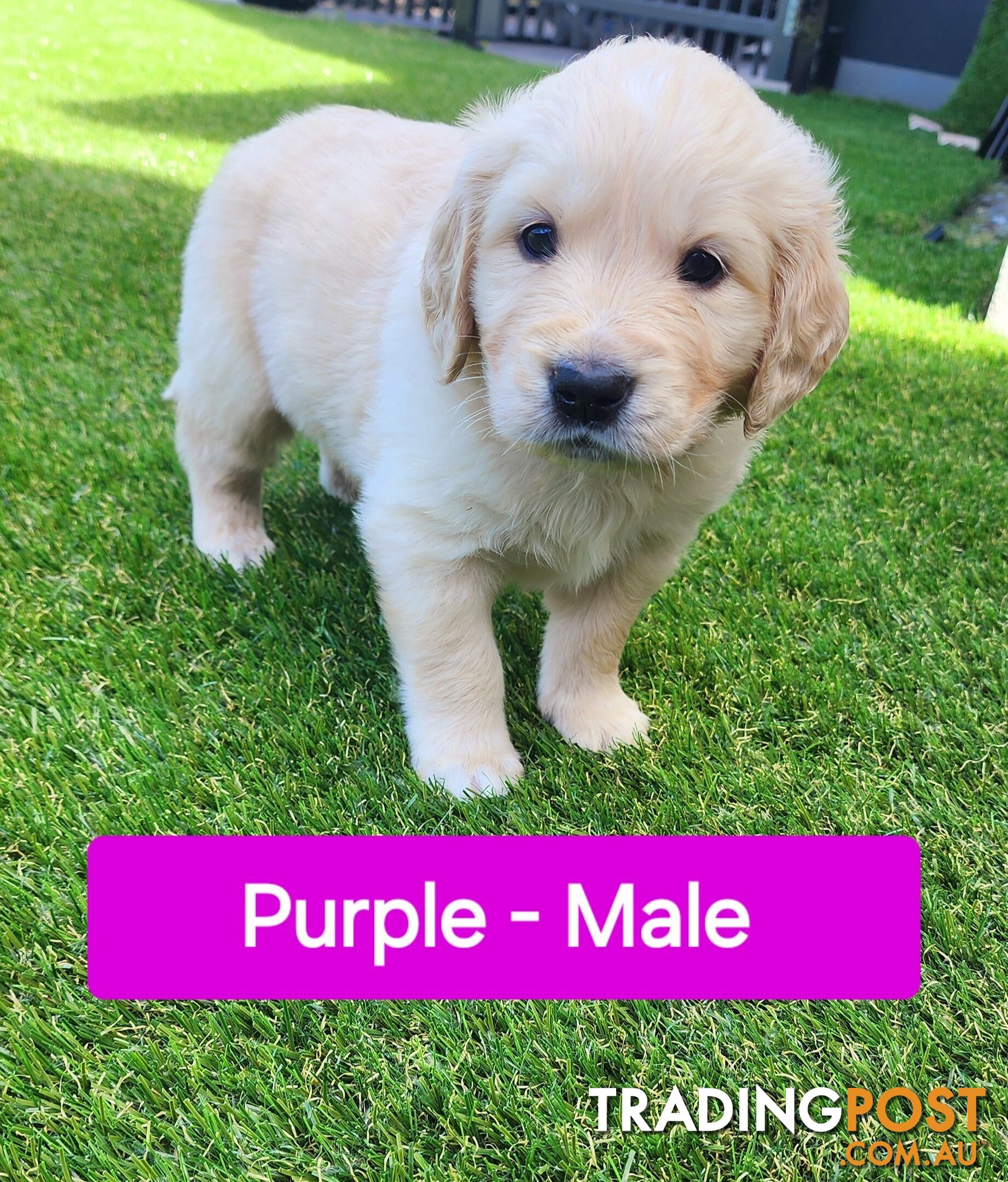 Purebred Golden Retriever Puppies