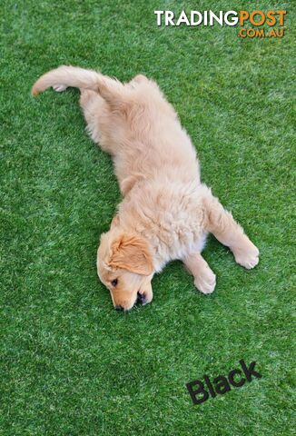 Purebred Golden Retriever Puppies (Last Male)