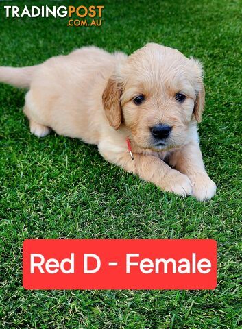 Purebred Golden Retriever Puppies