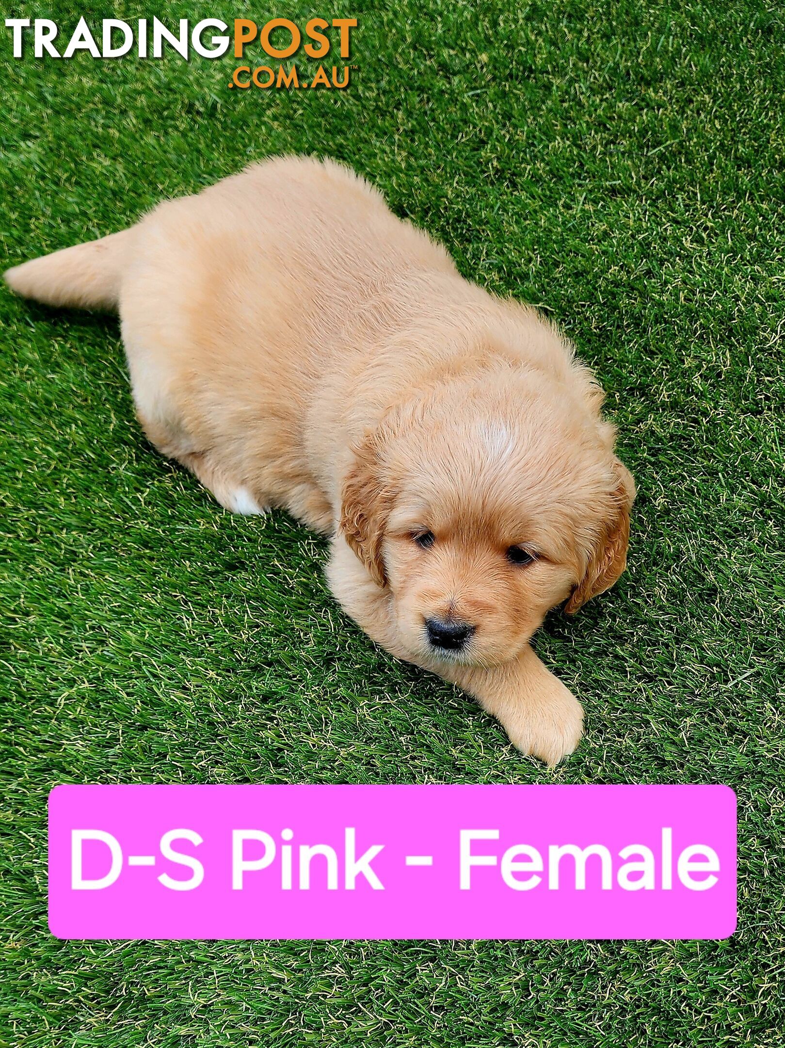 Purebred Golden Retriever Puppies