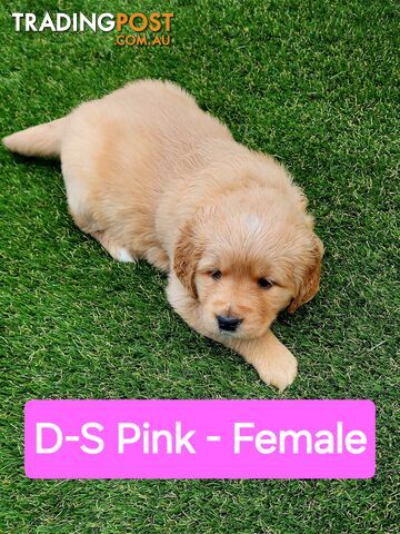 Purebred Golden Retriever Puppies