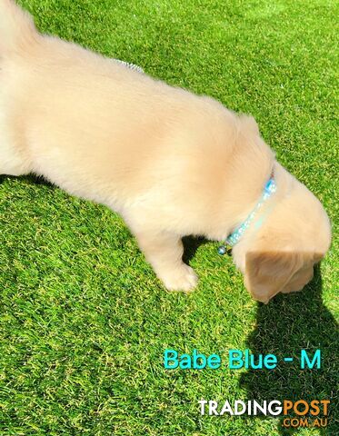 Purebred Golden Retriever Puppies