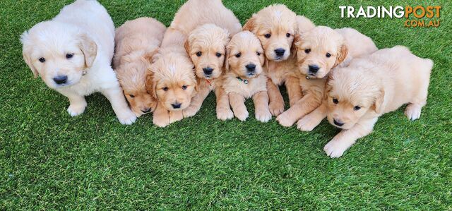 Purebred Golden Retriever Puppies (Only 1 Male Left)