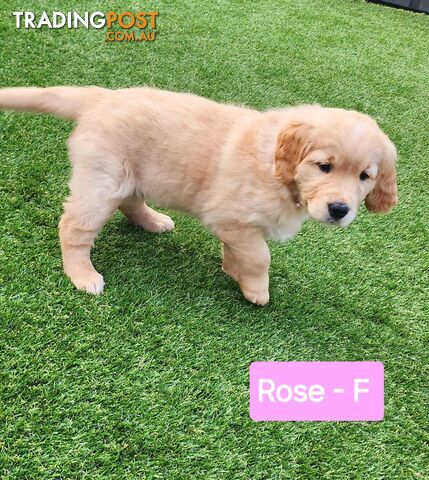 Purebred Golden Retriever Puppies