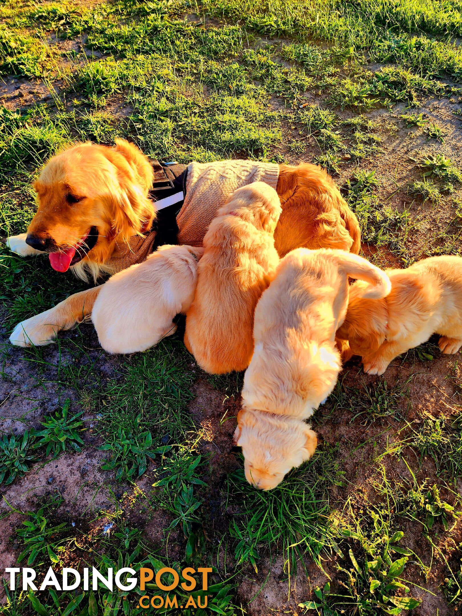 Purebred Golden Retriever Puppies