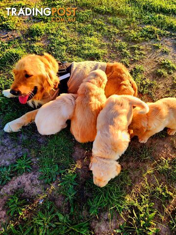 Purebred Golden Retriever Puppies