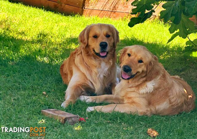 Purebred Golden Retriever Puppies (Only 1 Male Left)