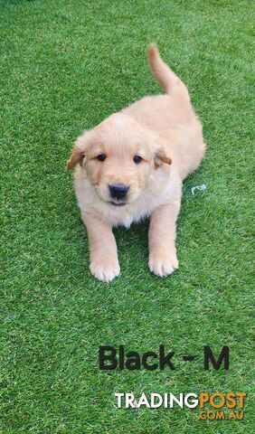 Purebred Golden Retriever Puppies (Only 1 Male Left)