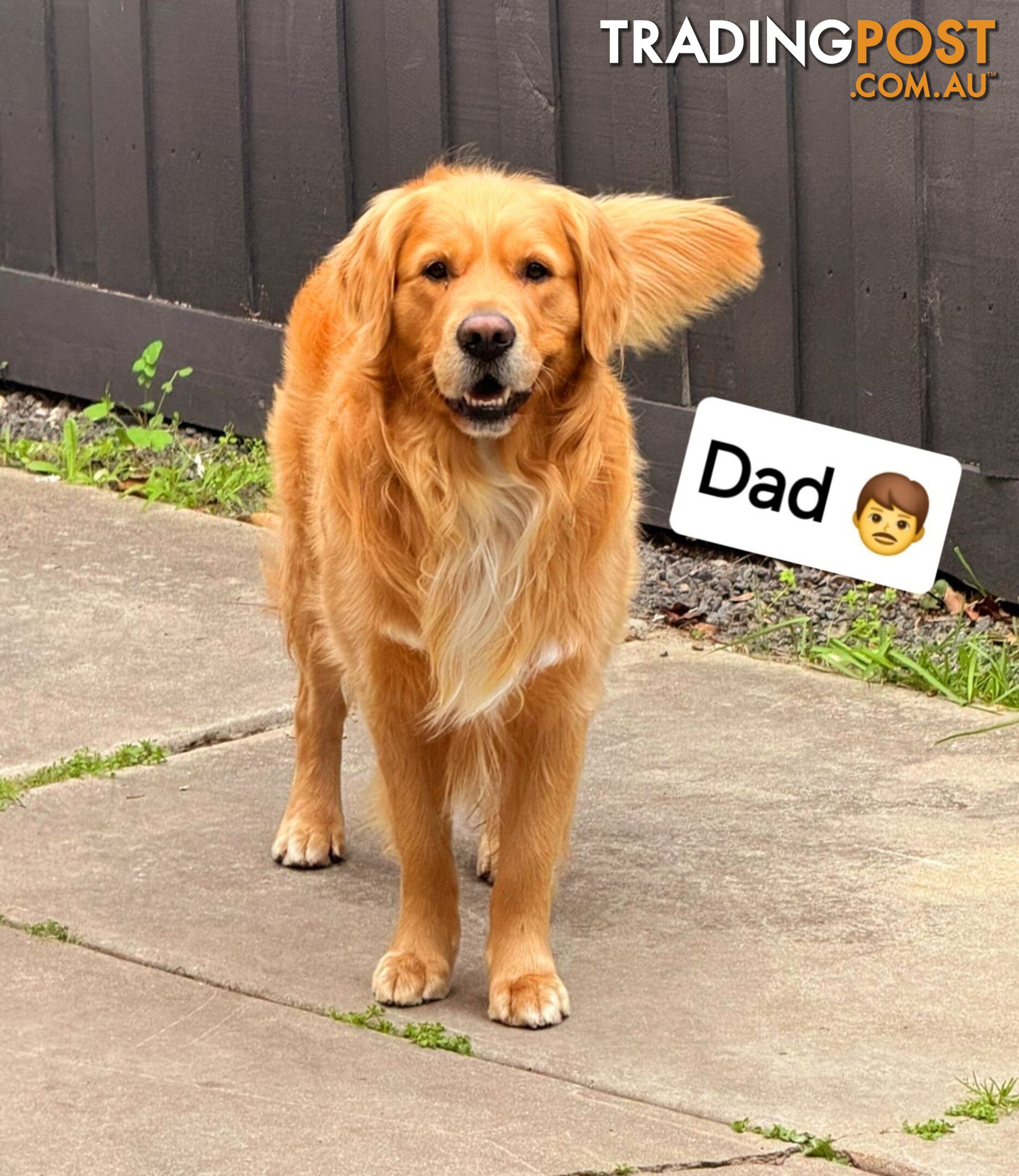 Purebred Golden Retriever Puppies