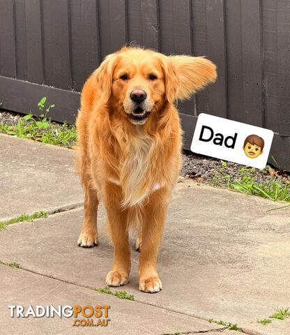 Purebred Golden Retriever Puppies