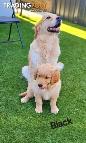 Purebred Golden Retriever Puppies (Last Male)