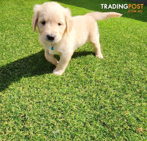 Purebred Golden Retriever Puppies