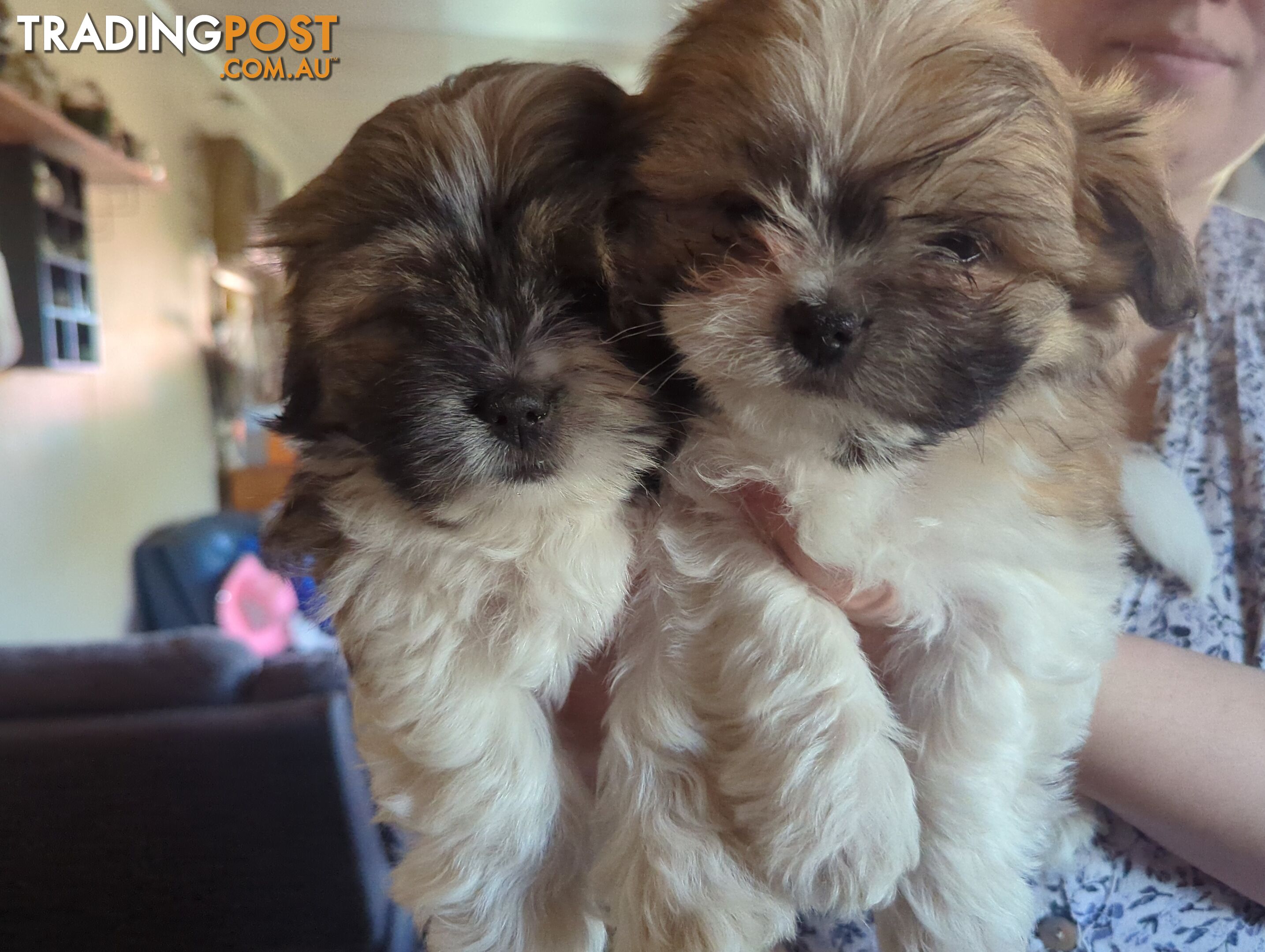 Maltese Shih Tzu Pups