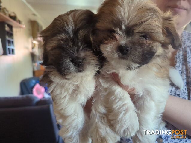 Maltese Shih Tzu Pups