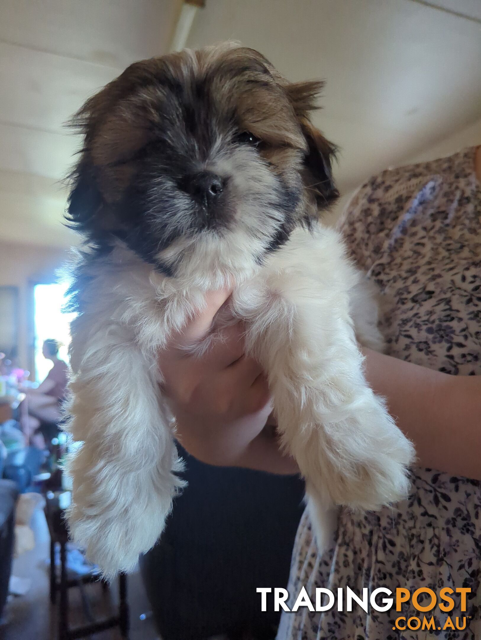 Maltese Shih Tzu Pups