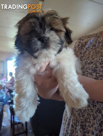 Maltese Shih Tzu Pups