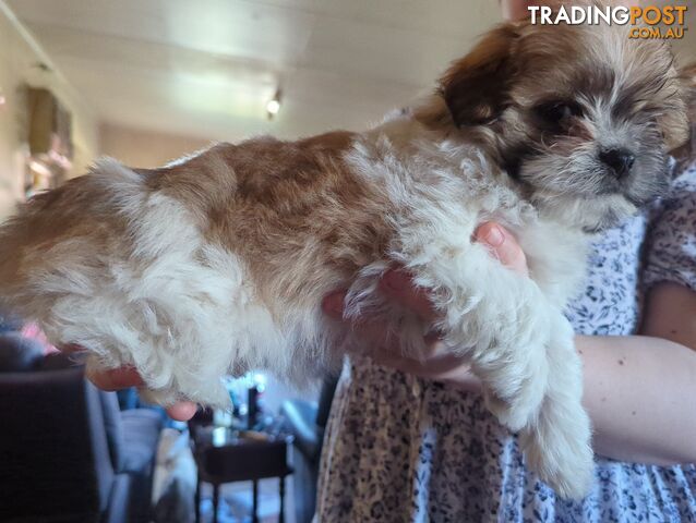 Maltese Shih Tzu Pups