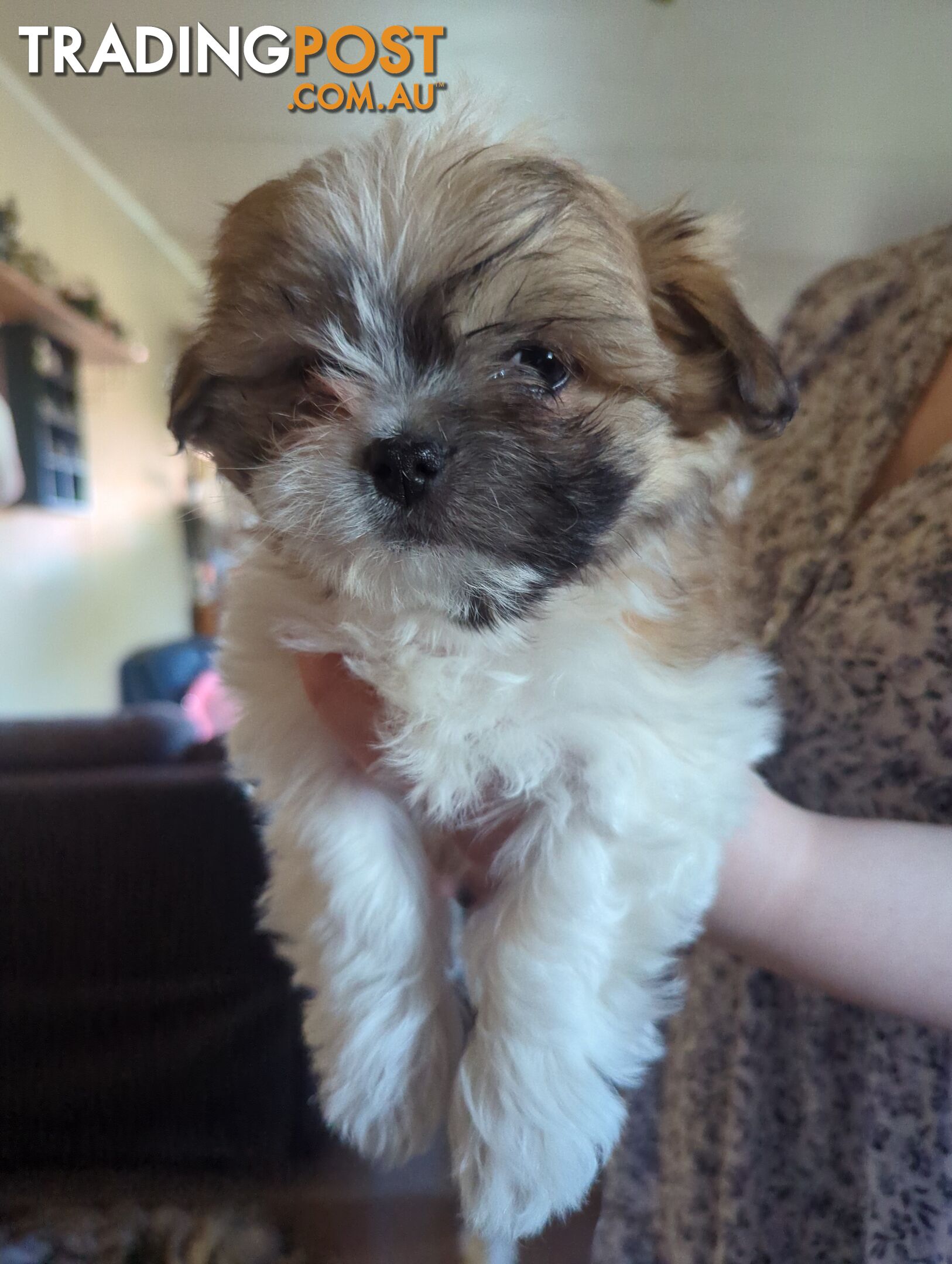 Maltese Shih Tzu Pups