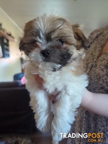 Maltese Shih Tzu Pups