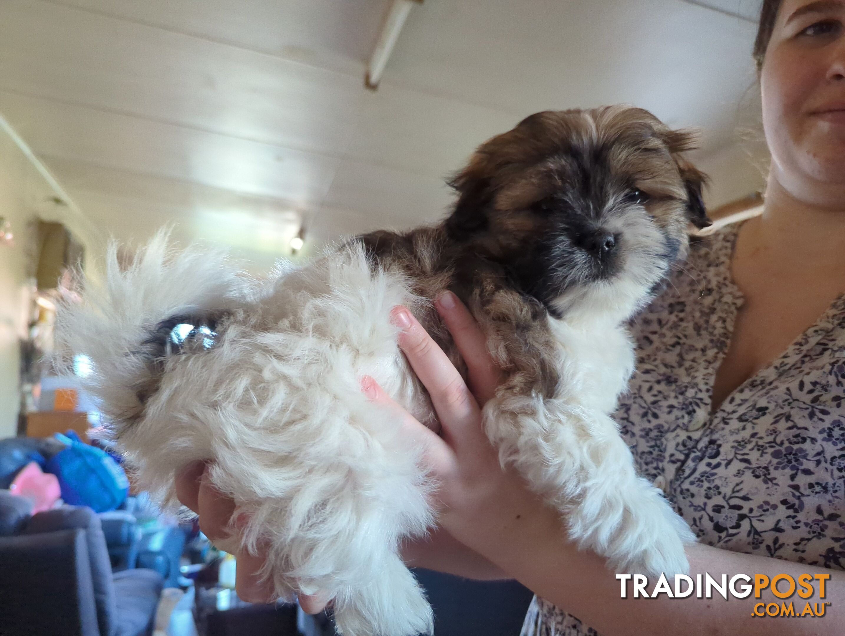 Maltese Shih Tzu Pups