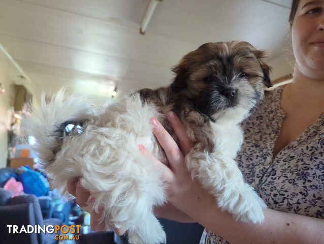 Maltese Shih Tzu Pups