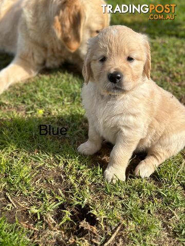 Purebred Golden Retriever puppies