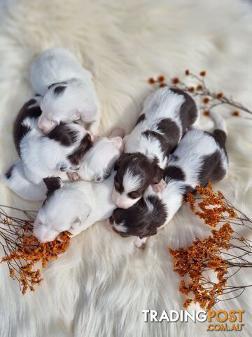 Longhair Chocolate Pied Dachshunds