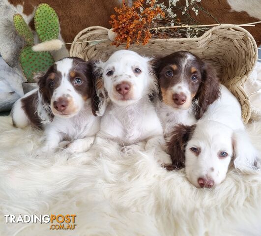 Longhair Chocolate Pied Dachshunds