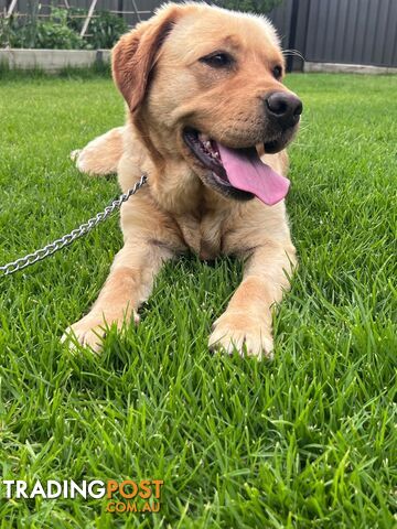 Yellow Lab Girl is Looking for a loving home