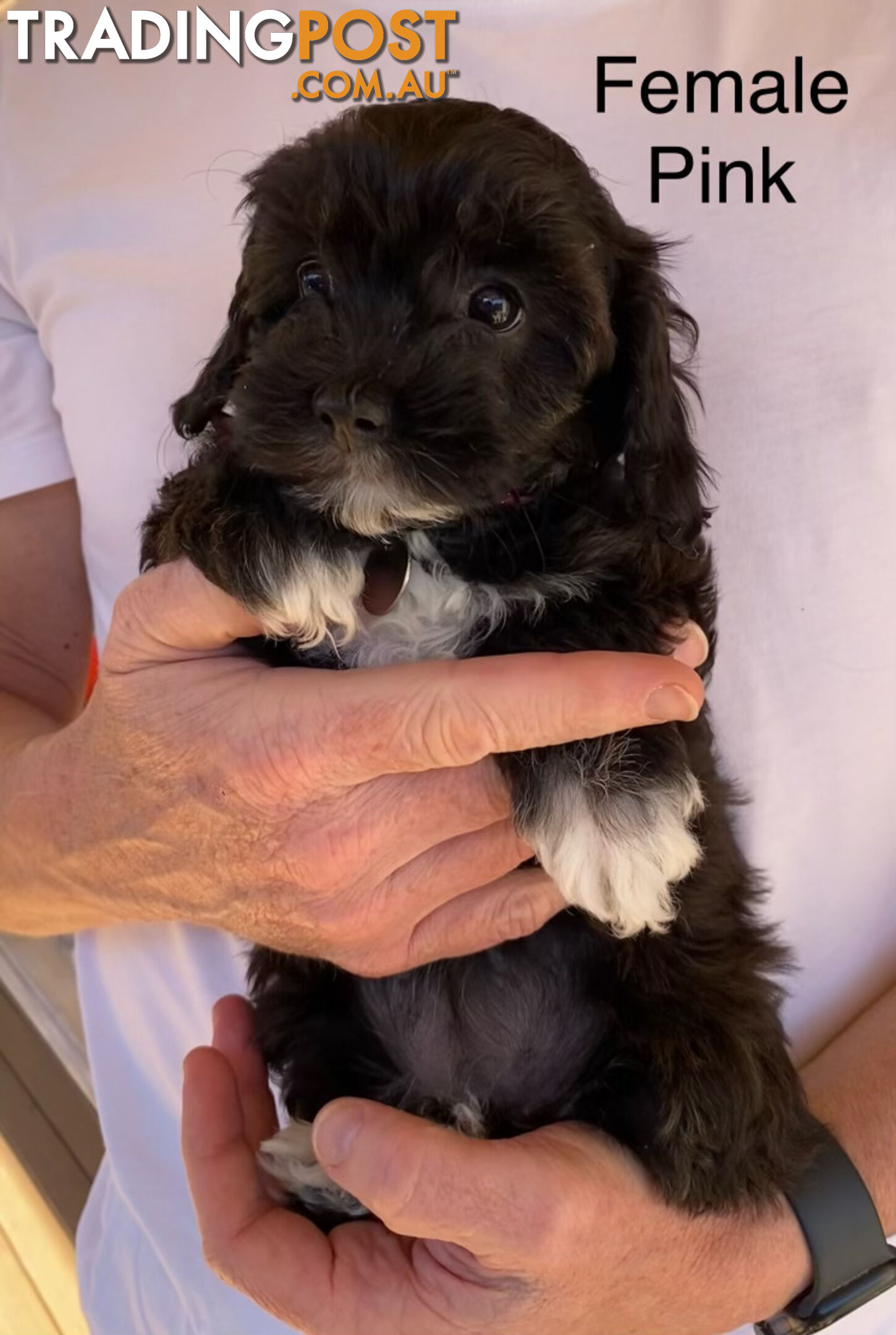 Adorable Cavoodle F1B Puppies for Sale - Ready Now!