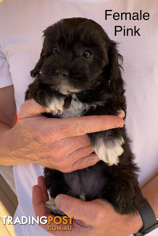 Adorable Cavoodle F1B Puppies for Sale!