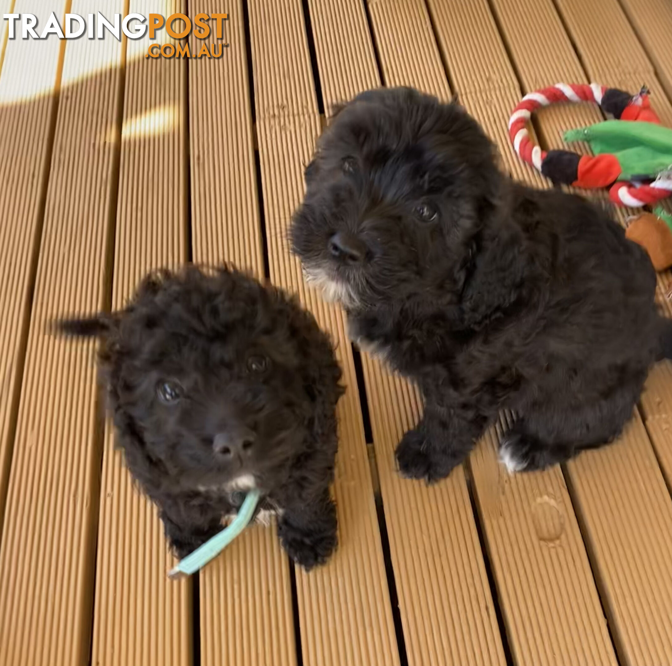 Adorable Cavoodle F1B Puppies for Sale - Ready Now!