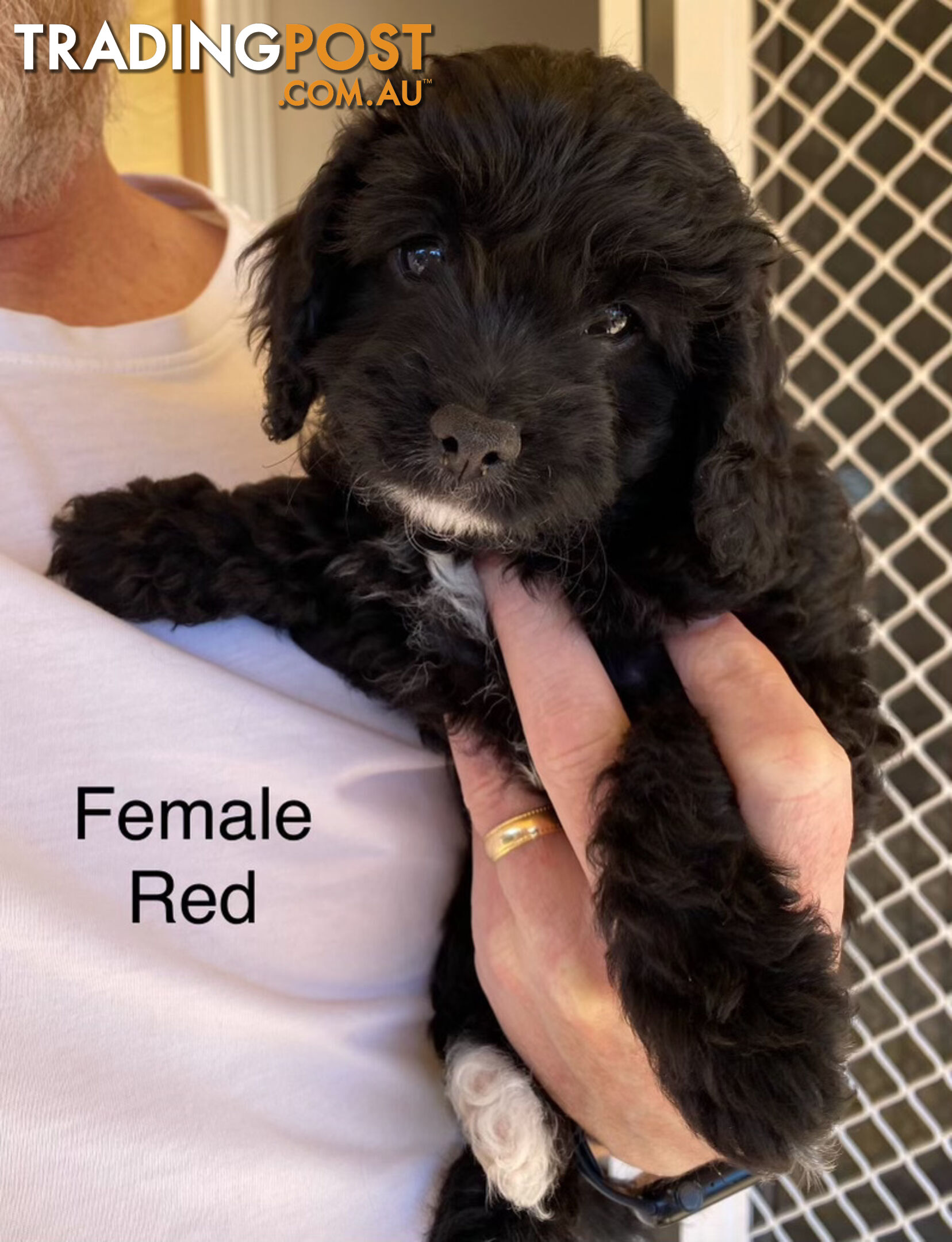 Adorable Cavoodle F1B Puppies for Sale - Ready Now!