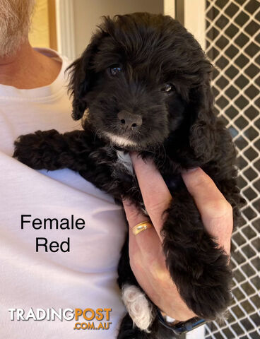 Adorable Cavoodle F1B Puppies for Sale!