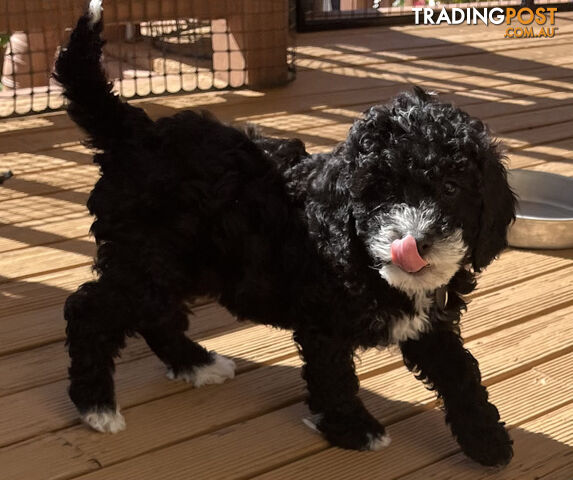 Adorable Cavoodle F1B Puppies for Sale - Ready Now!