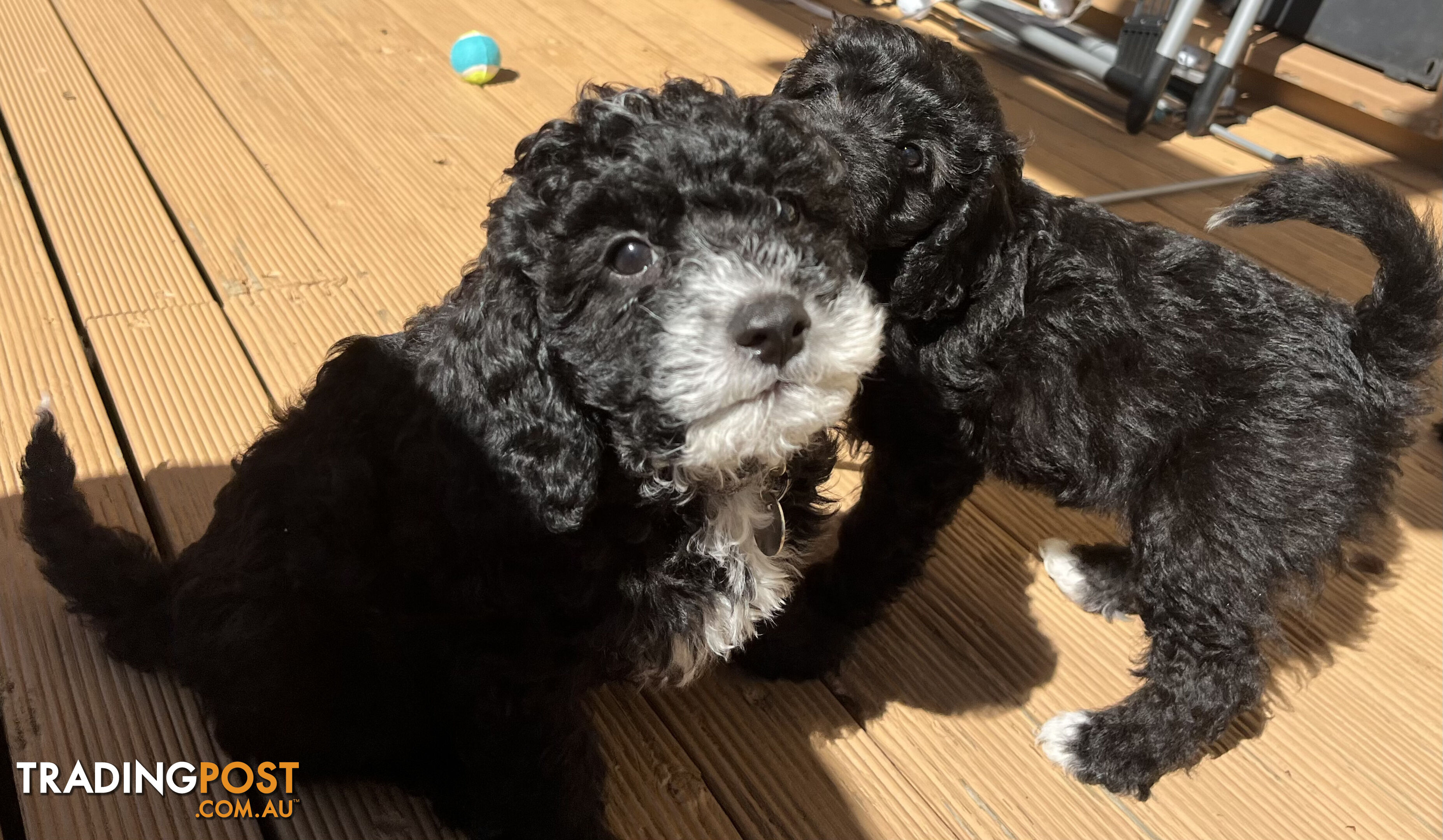 Adorable Cavoodle F1B Puppies for Sale - Ready Now!