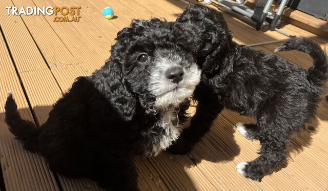 Adorable Cavoodle F1B Puppies for Sale - Ready Now!