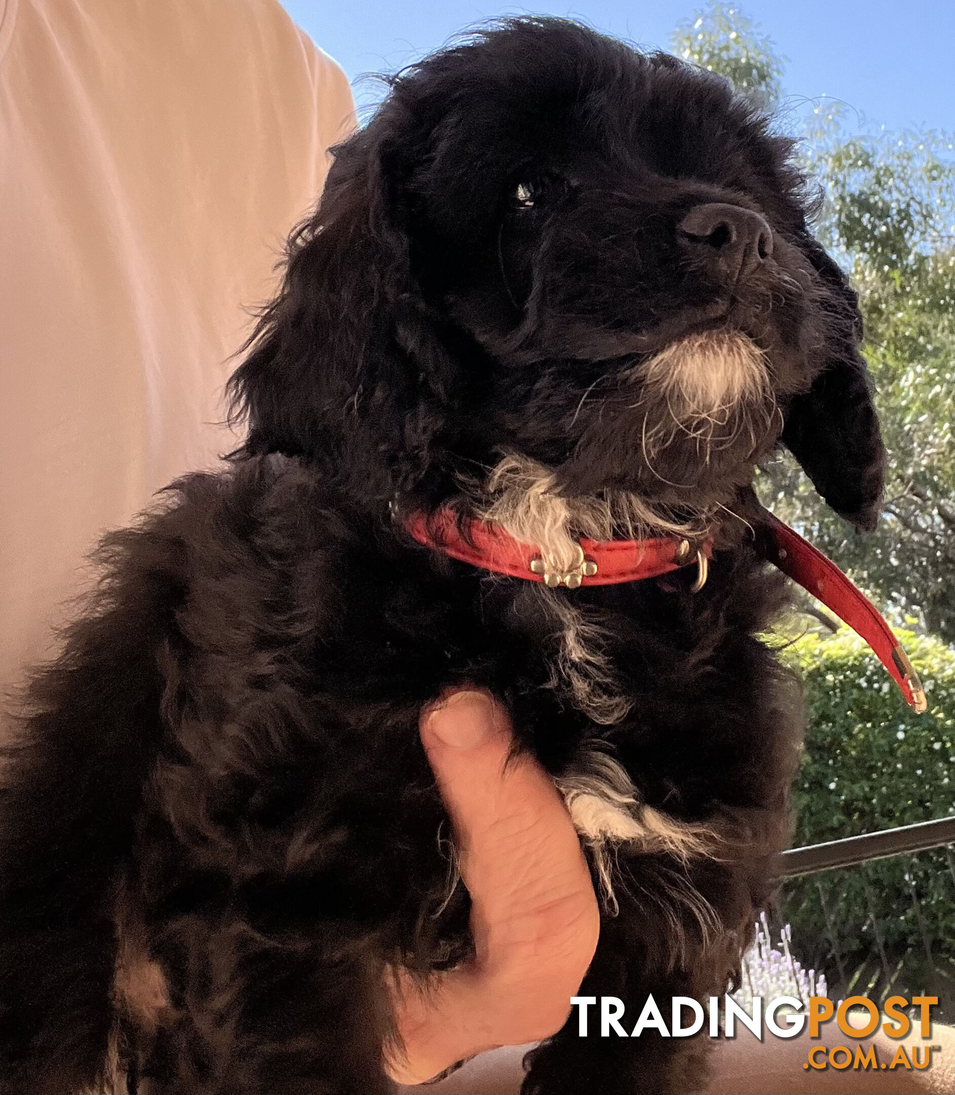 Adorable Cavoodle F1B Puppies for Sale - Ready Now!