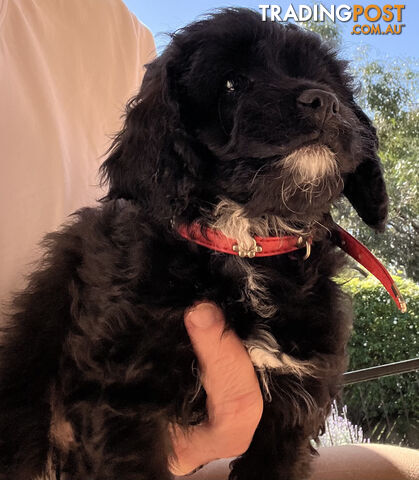 Adorable Cavoodle F1B Puppies for Sale - Ready Now!