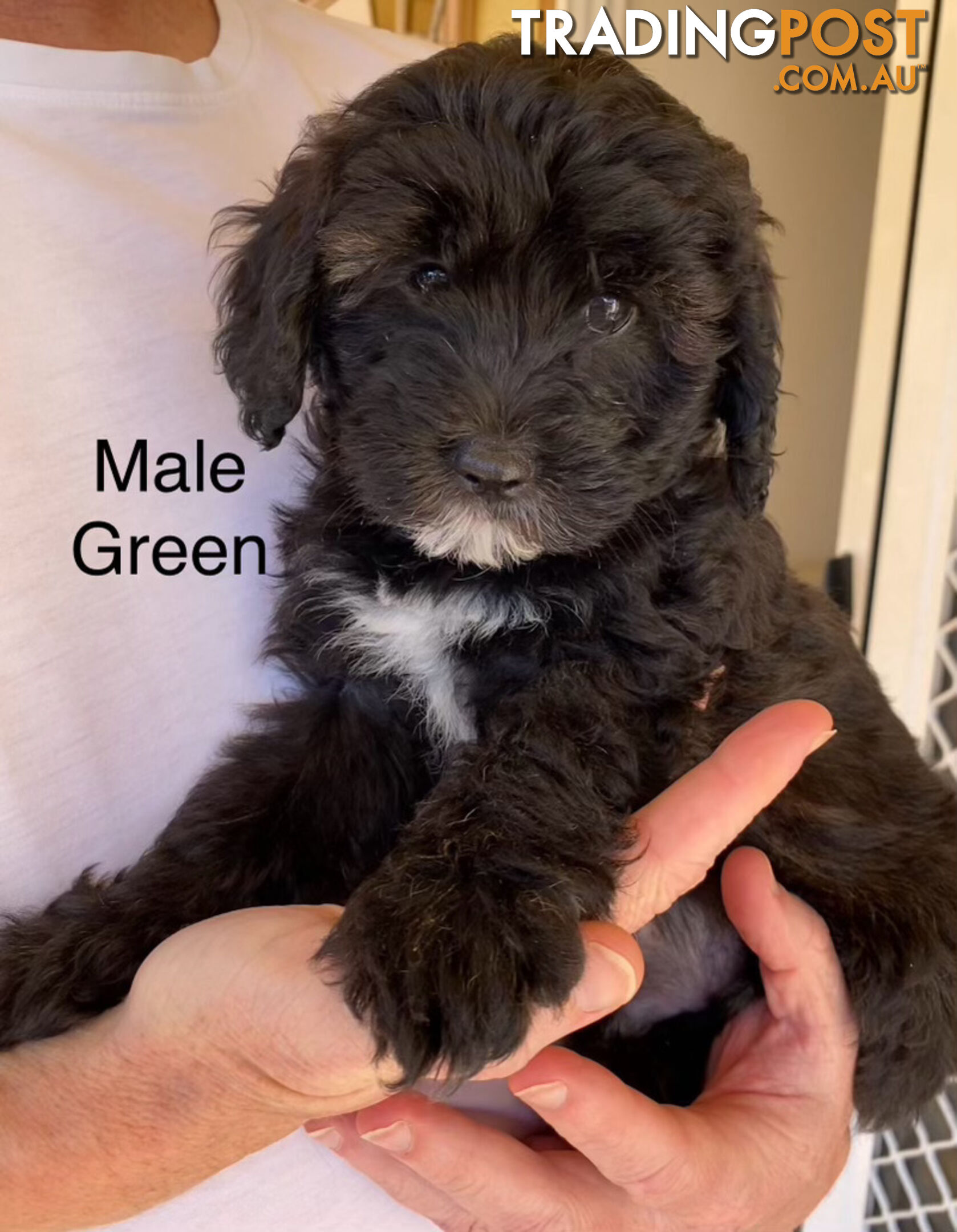 Adorable Cavoodle F1B Puppies for Sale - Ready Now!