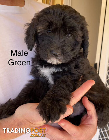 Adorable Cavoodle F1B Puppies for Sale - Ready Now!