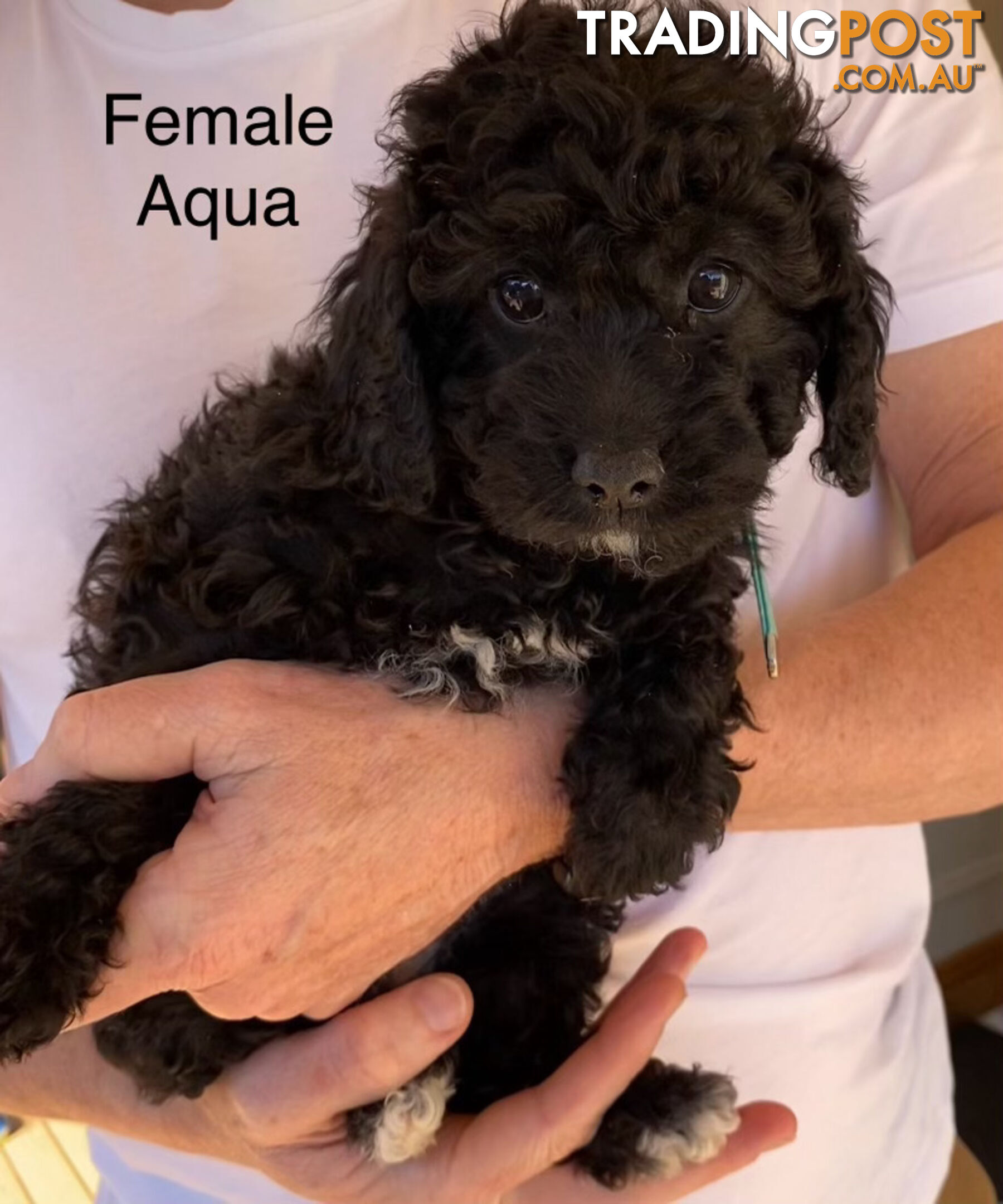 Adorable Cavoodle F1B Puppies for Sale - Ready Now!