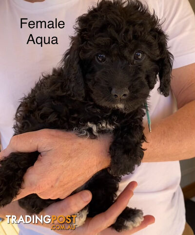 Adorable Cavoodle F1B Puppies for Sale - Ready Now!