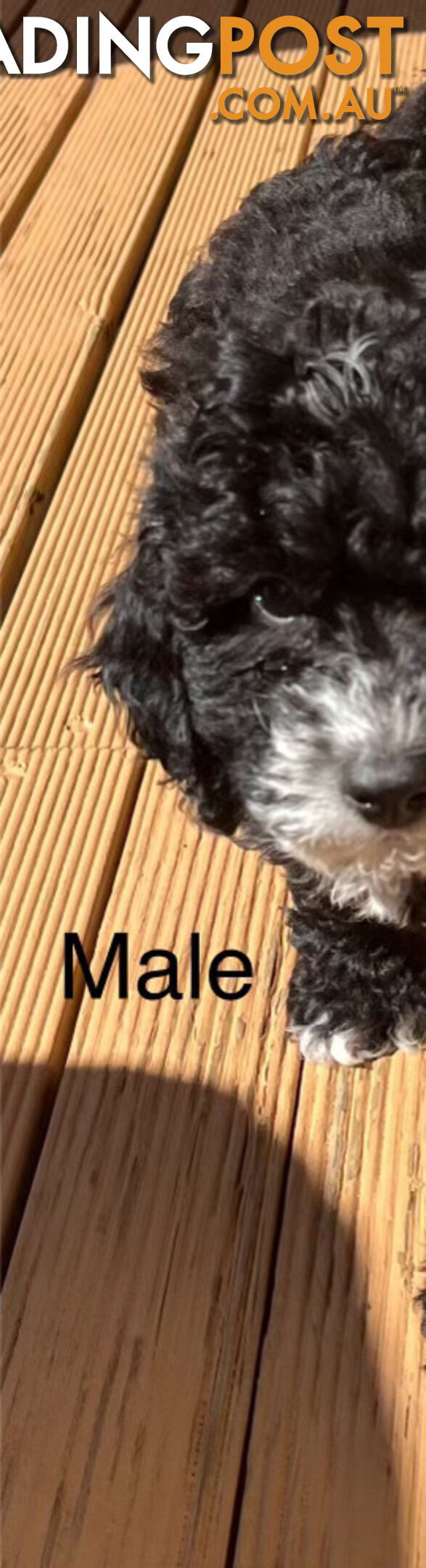 Adorable Cavoodle F1B Puppies for Sale - Ready Now!