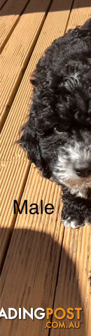 Adorable Cavoodle F1B Puppies for Sale!