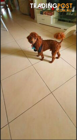 Deep Red Toy Poodle Stud Service DNA Clear